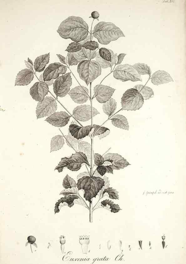 Reproducción/Reproduction 49579207417: Horae physicae Berolinenses :. Bonnae :Adolphi Marcus,1820.. 