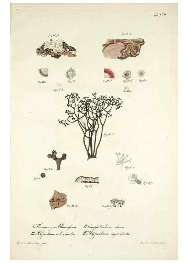 Reproducción/Reproduction 49578476023: Horae physicae Berolinenses :. Bonnae :Adolphi Marcus,1820.. 