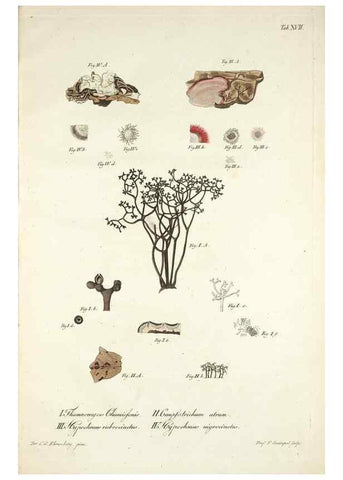 Reproducción/Reproduction 49578476023: Horae physicae Berolinenses :. Bonnae :Adolphi Marcus,1820.. 