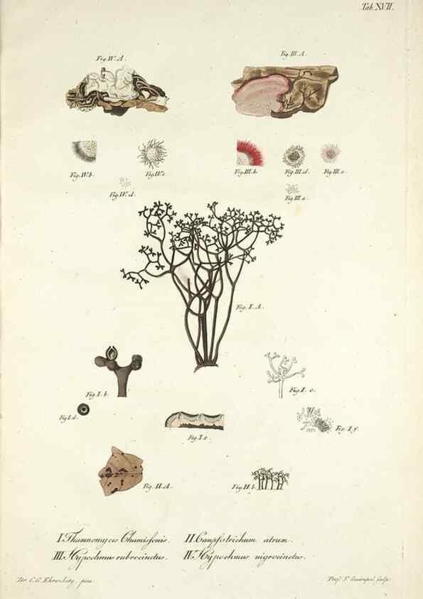 Reproducción/Reproduction 49578476023: Horae physicae Berolinenses :. Bonnae :Adolphi Marcus,1820.. 