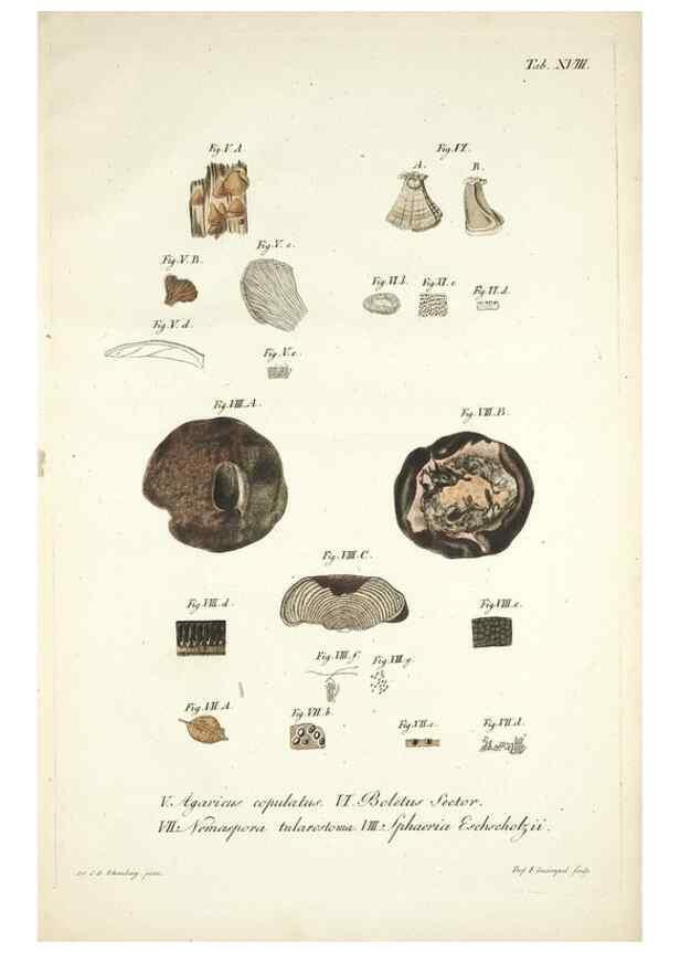 Reproducción/Reproduction 49579208092: Horae physicae Berolinenses :. Bonnae :Adolphi Marcus,1820.. 