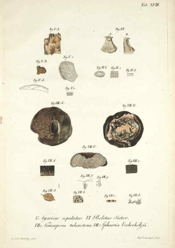 Reproducción/Reproduction 49579208092: Horae physicae Berolinenses :. Bonnae :Adolphi Marcus,1820.. 