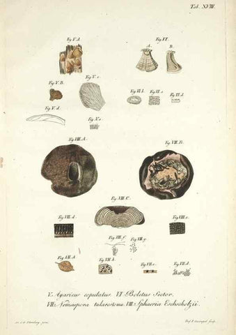 Reproducción/Reproduction 49579208092: Horae physicae Berolinenses :. Bonnae :Adolphi Marcus,1820.. 