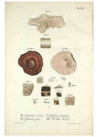 Reproducción/Reproduction 49579208457: Horae physicae Berolinenses :. Bonnae :Adolphi Marcus,1820.. 