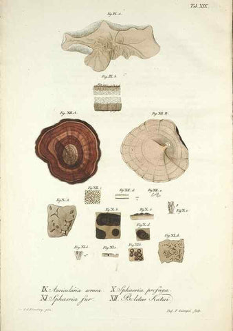 Reproducción/Reproduction 49579208457: Horae physicae Berolinenses :. Bonnae :Adolphi Marcus,1820.. 