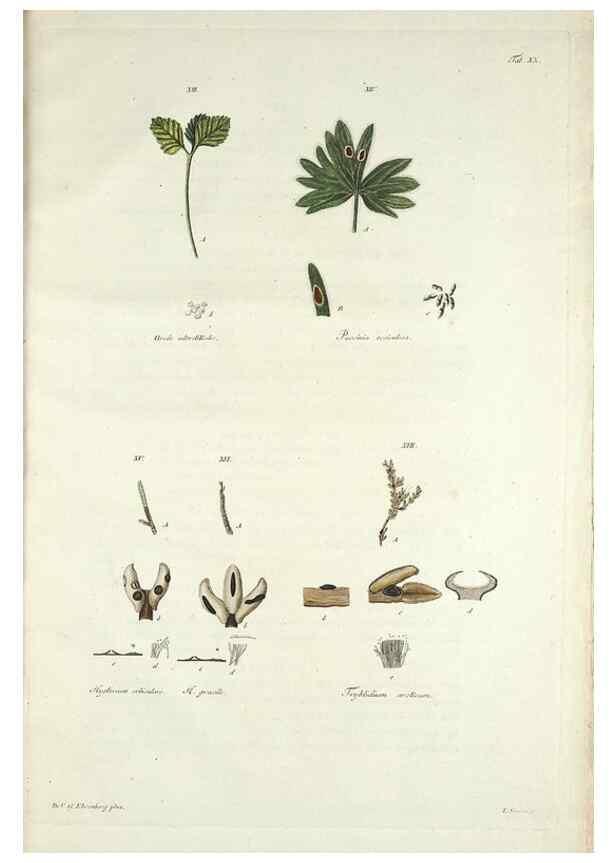 Reproducción/Reproduction 49578476958: Horae physicae Berolinenses :. Bonnae :Adolphi Marcus,1820.. 