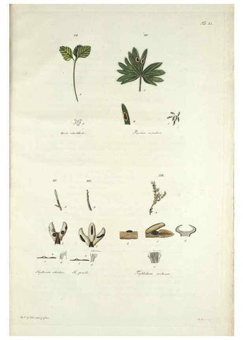 Reproducción/Reproduction 49578476958: Horae physicae Berolinenses :. Bonnae :Adolphi Marcus,1820.. 