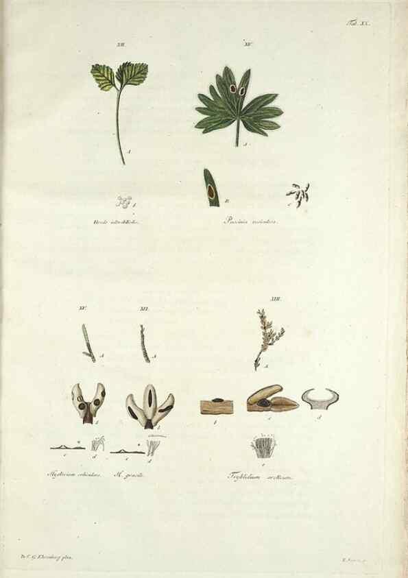 Reproducción/Reproduction 49578476958: Horae physicae Berolinenses :. Bonnae :Adolphi Marcus,1820.. 