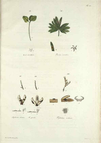 Reproducción/Reproduction 49578476958: Horae physicae Berolinenses :. Bonnae :Adolphi Marcus,1820.. 