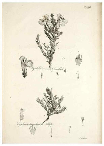 Reproducción/Reproduction 49578477203: Horae physicae Berolinenses :. Bonnae :Adolphi Marcus,1820.. 