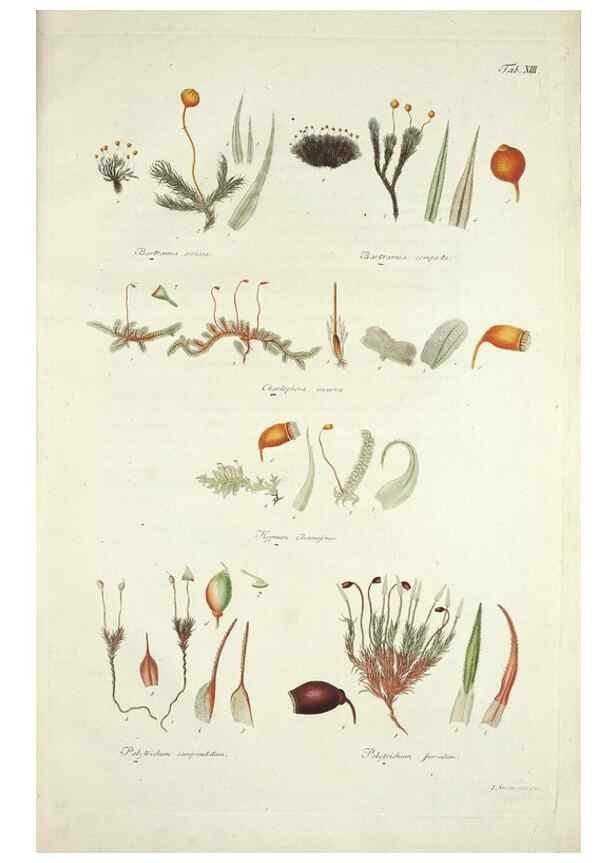 Reproducción/Reproduction 49578979616: Horae physicae Berolinenses :. Bonnae :Adolphi Marcus,1820.. 
