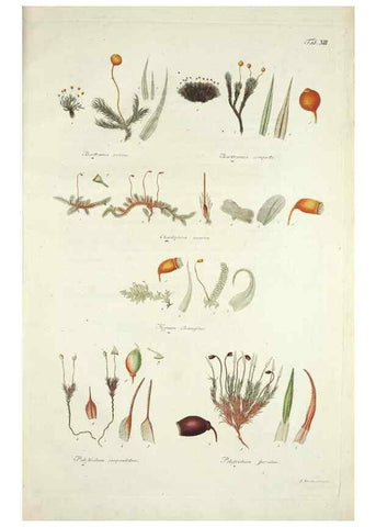 Reproducción/Reproduction 49578979616: Horae physicae Berolinenses :. Bonnae :Adolphi Marcus,1820.. 