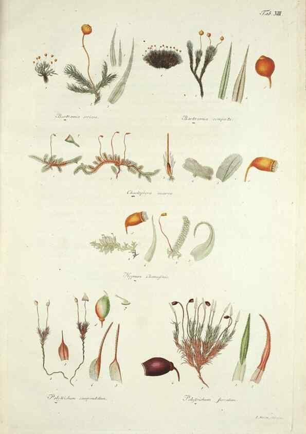Reproducción/Reproduction 49578979616: Horae physicae Berolinenses :. Bonnae :Adolphi Marcus,1820.. 