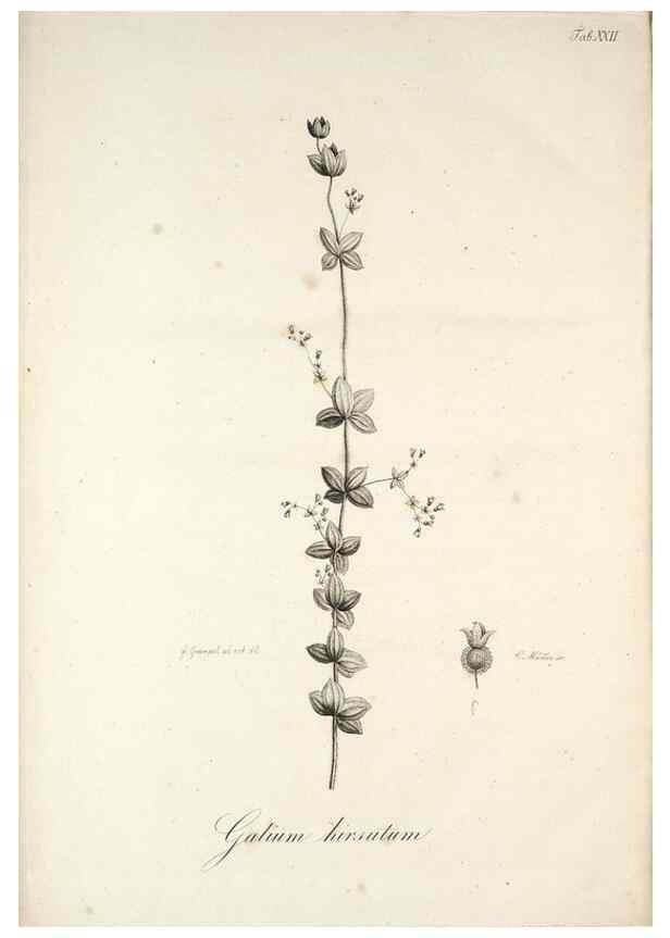 Reproducción/Reproduction 49578477523: Horae physicae Berolinenses :. Bonnae :Adolphi Marcus,1820.. 