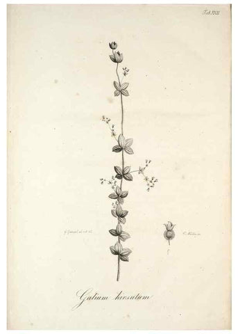 Reproducción/Reproduction 49578477523: Horae physicae Berolinenses :. Bonnae :Adolphi Marcus,1820.. 