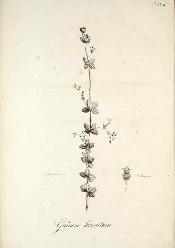 Reproducción/Reproduction 49578477523: Horae physicae Berolinenses :. Bonnae :Adolphi Marcus,1820.. 