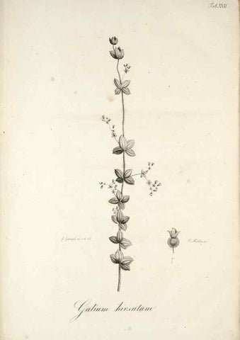 Reproducción/Reproduction 49578477523: Horae physicae Berolinenses :. Bonnae :Adolphi Marcus,1820.. 