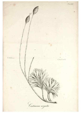 Reproducción/Reproduction 49578982691: Horae physicae Berolinenses :. Bonnae :Adolphi Marcus,1820.. 