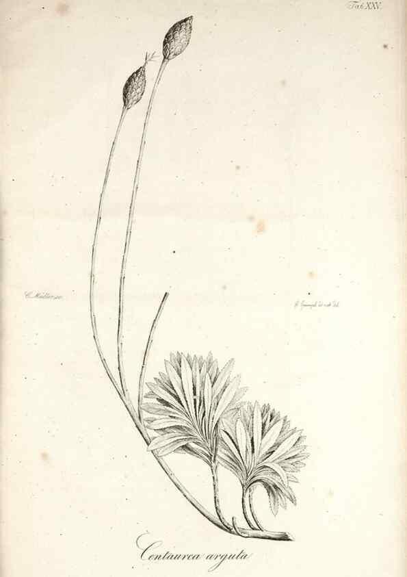 Reproducción/Reproduction 49578982691: Horae physicae Berolinenses :. Bonnae :Adolphi Marcus,1820.. 