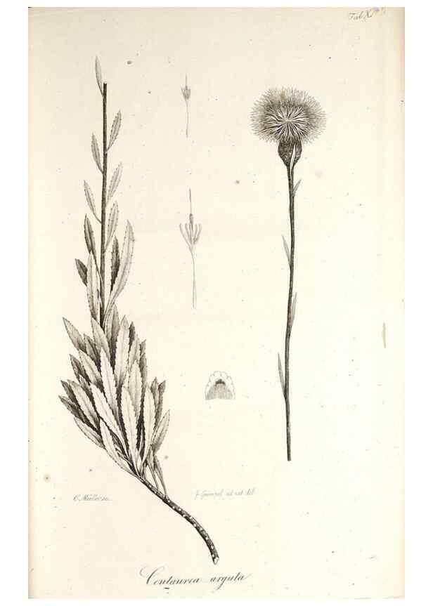 Reproducción/Reproduction 49579210127: Horae physicae Berolinenses :. Bonnae :Adolphi Marcus,1820.. 