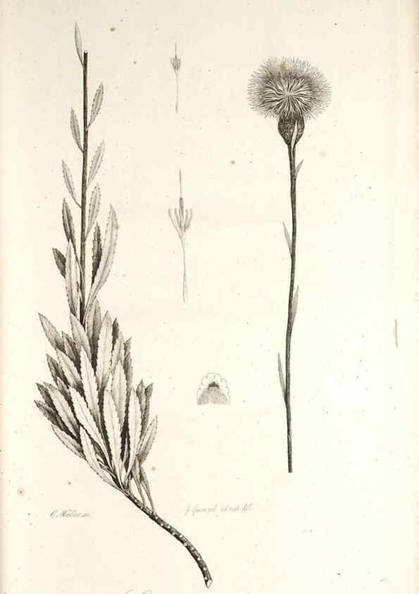 Reproducción/Reproduction 49579210127: Horae physicae Berolinenses :. Bonnae :Adolphi Marcus,1820.. 