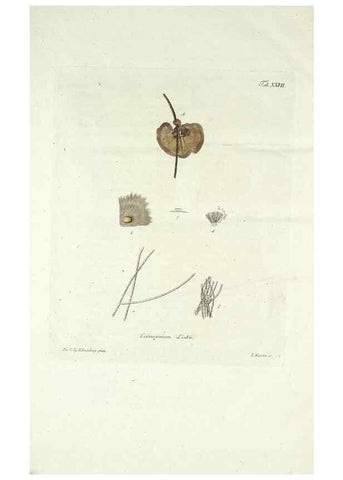 Reproducción/Reproduction 49578983161: Horae physicae Berolinenses :. Bonnae :Adolphi Marcus,1820.. 