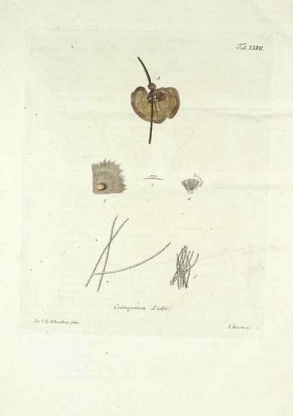 Reproducción/Reproduction 49578983161: Horae physicae Berolinenses :. Bonnae :Adolphi Marcus,1820.. 