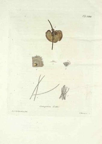 Reproducción/Reproduction 49578983161: Horae physicae Berolinenses :. Bonnae :Adolphi Marcus,1820.. 