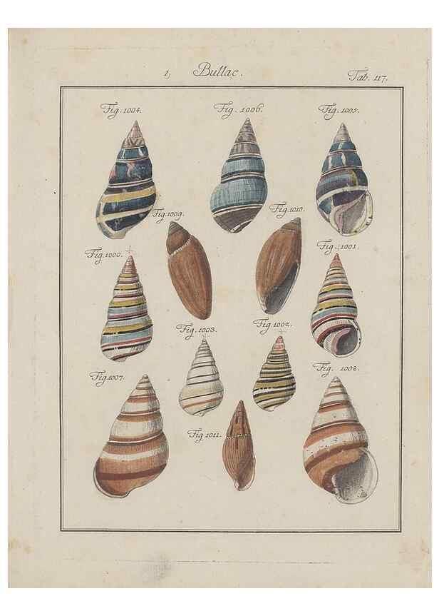 Reproducción/Reproduction 49579062851: Abhandlung von den Land = und Flußschnecken, oder von solchen Conchylien, welche nicht im Meere sondern auf der Erde und in süssen Wassern zu leben pflegen /. Nürnberg :Raspe,1786. 