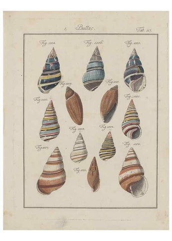 Reproducción/Reproduction 49579062851: Abhandlung von den Land = und Flußschnecken, oder von solchen Conchylien, welche nicht im Meere sondern auf der Erde und in süssen Wassern zu leben pflegen /. Nürnberg :Raspe,1786. 