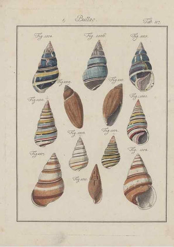 Reproducción/Reproduction 49579062851: Abhandlung von den Land = und Flußschnecken, oder von solchen Conchylien, welche nicht im Meere sondern auf der Erde und in süssen Wassern zu leben pflegen /. Nürnberg :Raspe,1786. 