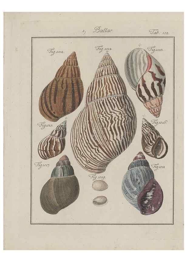Reproducción/Reproduction 49579289432: Abhandlung von den Land = und Flußschnecken, oder von solchen Conchylien, welche nicht im Meere sondern auf der Erde und in süssen Wassern zu leben pflegen /. Nürnberg :Raspe,1786. 