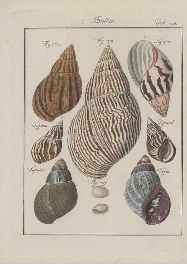 Reproducción/Reproduction 49579289432: Abhandlung von den Land = und Flußschnecken, oder von solchen Conchylien, welche nicht im Meere sondern auf der Erde und in süssen Wassern zu leben pflegen /. Nürnberg :Raspe,1786. 