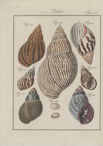 Reproducción/Reproduction 49579289432: Abhandlung von den Land = und Flußschnecken, oder von solchen Conchylien, welche nicht im Meere sondern auf der Erde und in süssen Wassern zu leben pflegen /. Nürnberg :Raspe,1786. 