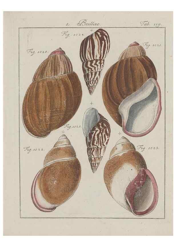 Reproducción/Reproduction 49579063346: Abhandlung von den Land = und Flußschnecken, oder von solchen Conchylien, welche nicht im Meere sondern auf der Erde und in süssen Wassern zu leben pflegen /. Nürnberg :Raspe,1786. 