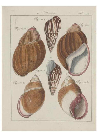 Reproducción/Reproduction 49579063346: Abhandlung von den Land = und Flußschnecken, oder von solchen Conchylien, welche nicht im Meere sondern auf der Erde und in süssen Wassern zu leben pflegen /. Nürnberg :Raspe,1786. 