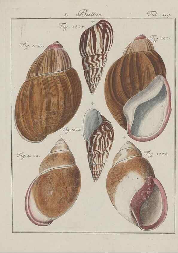 Reproducción/Reproduction 49579063346: Abhandlung von den Land = und Flußschnecken, oder von solchen Conchylien, welche nicht im Meere sondern auf der Erde und in süssen Wassern zu leben pflegen /. Nürnberg :Raspe,1786. 