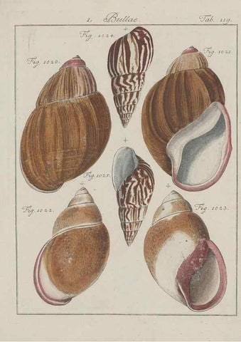 Reproducción/Reproduction 49579063346: Abhandlung von den Land = und Flußschnecken, oder von solchen Conchylien, welche nicht im Meere sondern auf der Erde und in süssen Wassern zu leben pflegen /. Nürnberg :Raspe,1786. 