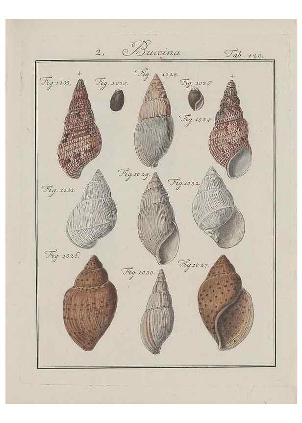Reproducción/Reproduction 49579063571: Abhandlung von den Land = und Flußschnecken, oder von solchen Conchylien, welche nicht im Meere sondern auf der Erde und in süssen Wassern zu leben pflegen /. Nürnberg :Raspe,1786. 