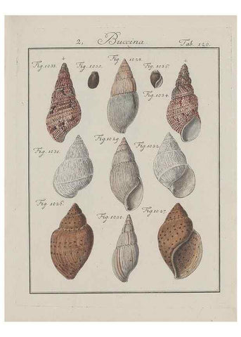 Reproducción/Reproduction 49579063571: Abhandlung von den Land = und Flußschnecken, oder von solchen Conchylien, welche nicht im Meere sondern auf der Erde und in süssen Wassern zu leben pflegen /. Nürnberg :Raspe,1786. 