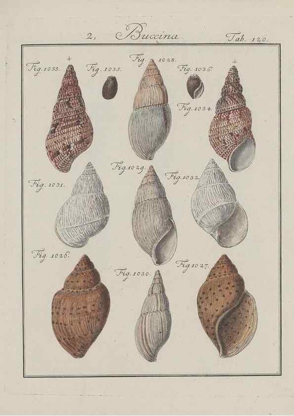 Reproducción/Reproduction 49579063571: Abhandlung von den Land = und Flußschnecken, oder von solchen Conchylien, welche nicht im Meere sondern auf der Erde und in süssen Wassern zu leben pflegen /. Nürnberg :Raspe,1786. 