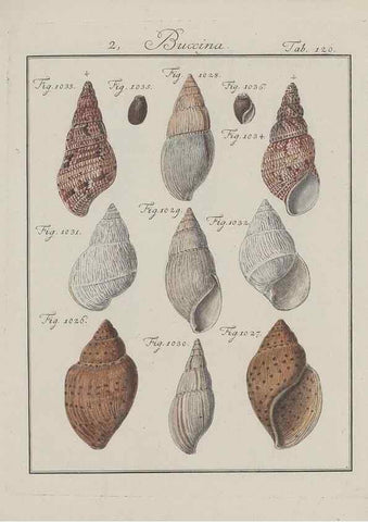 Reproducción/Reproduction 49579063571: Abhandlung von den Land = und Flußschnecken, oder von solchen Conchylien, welche nicht im Meere sondern auf der Erde und in süssen Wassern zu leben pflegen /. Nürnberg :Raspe,1786. 