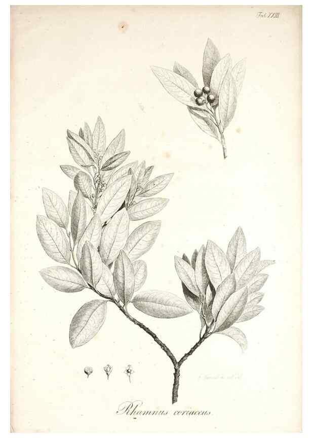 Reproducción/Reproduction 49578982321: Horae physicae Berolinenses :. Bonnae :Adolphi Marcus,1820.. 