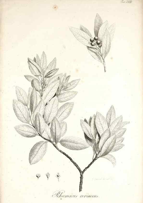 Reproducción/Reproduction 49578982321: Horae physicae Berolinenses :. Bonnae :Adolphi Marcus,1820.. 