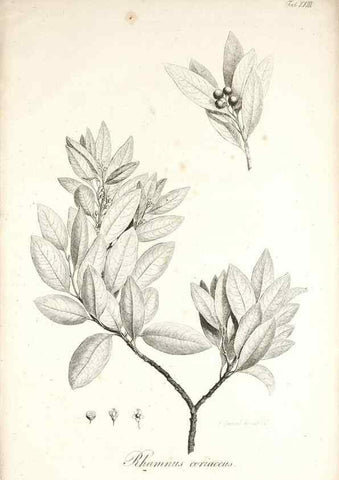 Reproducción/Reproduction 49578982321: Horae physicae Berolinenses :. Bonnae :Adolphi Marcus,1820.. 