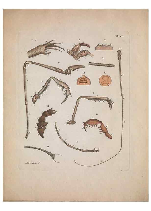 Reproducción/Reproduction 49558849277: Natursystem der ungeflügelten Insekten. Berlin :Bei Gottlieb August Lange,1797-1800.. 
