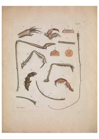 Reproducción/Reproduction 49558849277: Natursystem der ungeflügelten Insekten. Berlin :Bei Gottlieb August Lange,1797-1800.. 