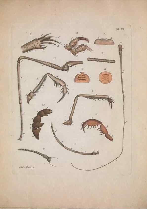 Reproducción/Reproduction 49558849277: Natursystem der ungeflügelten Insekten. Berlin :Bei Gottlieb August Lange,1797-1800.. 