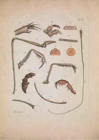 Reproducción/Reproduction 49558849277: Natursystem der ungeflügelten Insekten. Berlin :Bei Gottlieb August Lange,1797-1800.. 