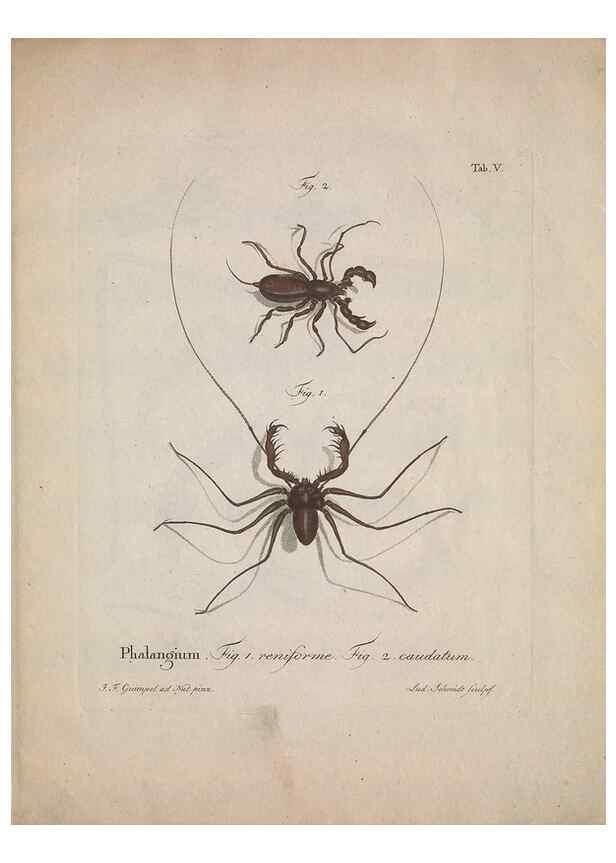 Reproducción/Reproduction 49558848892: Natursystem der ungeflügelten Insekten. Berlin :Bei Gottlieb August Lange,1797-1800.. 